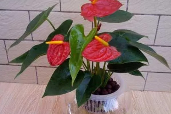 常见的水培花卉，有龟背竹、米兰、君子兰等