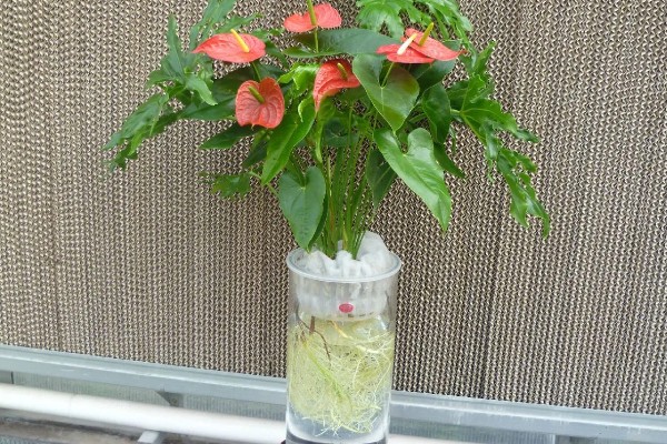 常见的水培花卉，有龟背竹、米兰、君子兰等