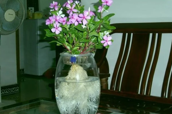 常见的水培花卉，有龟背竹、米兰、君子兰等