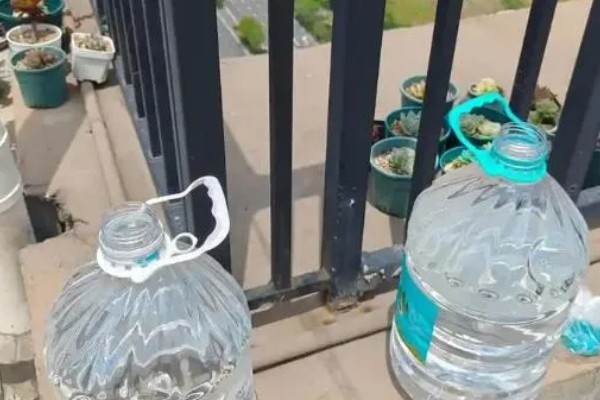 常见的水培花卉，有龟背竹、米兰、君子兰等