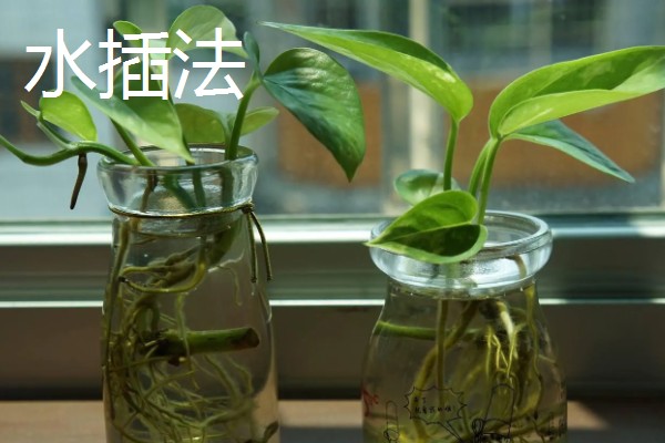 常见的水培花卉，有龟背竹、米兰、君子兰等