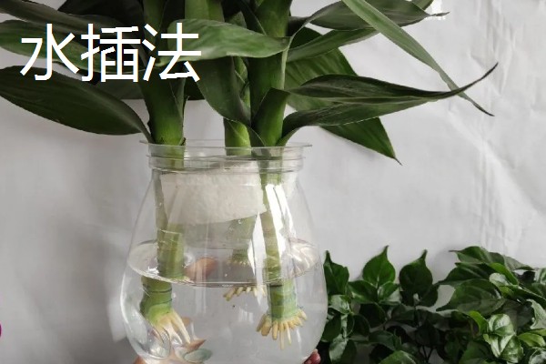 常见的水培花卉，有龟背竹、米兰、君子兰等