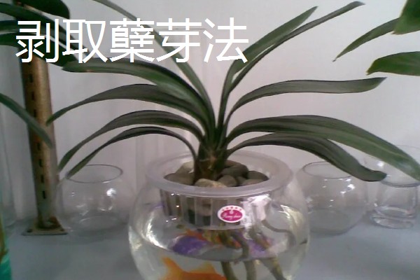 常见的水培花卉，有龟背竹、米兰、君子兰等