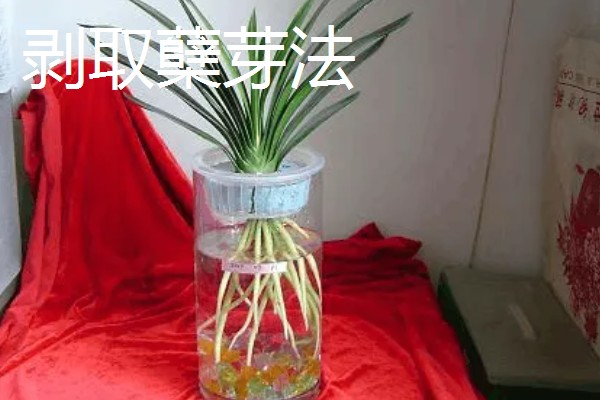 常见的水培花卉，有龟背竹、米兰、君子兰等