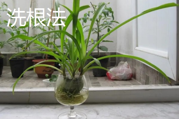 常见的水培花卉，有龟背竹、米兰、君子兰等