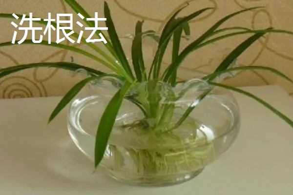 常见的水培花卉，有龟背竹、米兰、君子兰等