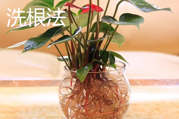 常见的水培花卉，有龟背竹、米兰、君子兰等