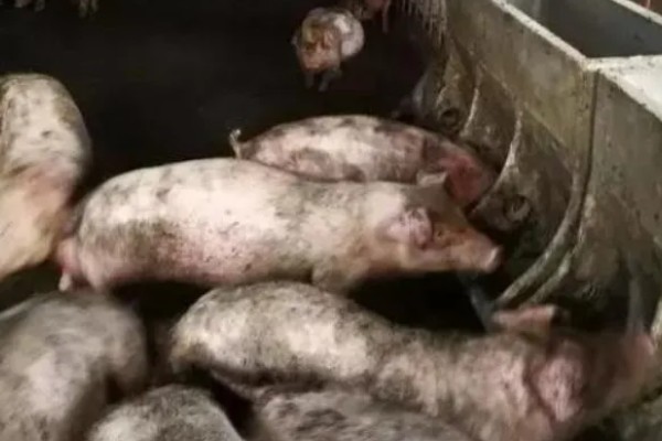 非洲猪瘟病毒有哪些症状,发病时体温升高至41℃