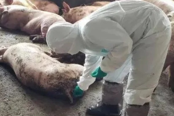 非洲猪瘟病毒有哪些症状,发病时体温升高至41℃