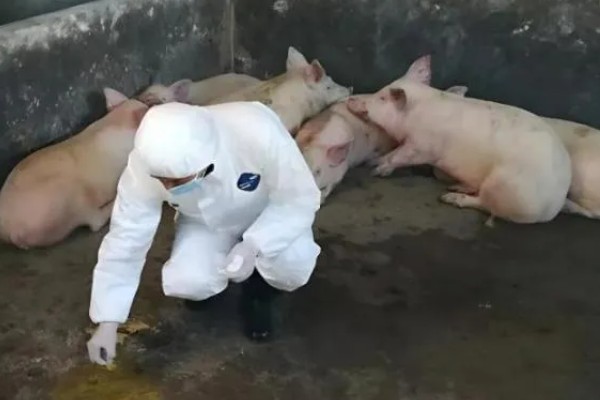 非洲猪瘟病毒有哪些症状,发病时体温升高至41℃