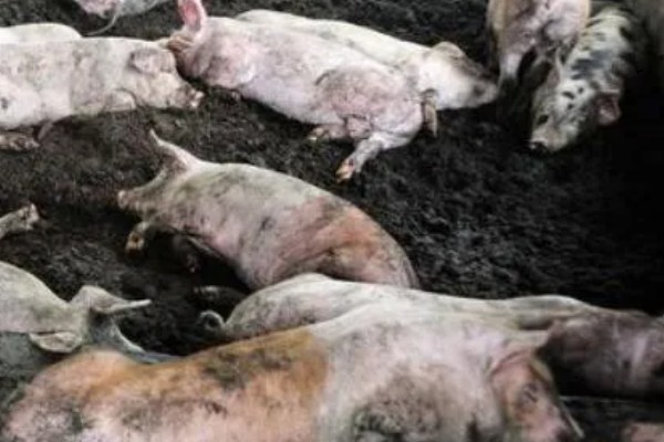 非洲猪瘟病毒有哪些症状,发病时体温升高至41℃