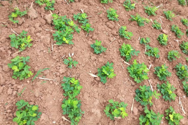 花生缺苗能移栽吗，长出3-4片真叶后进行移栽