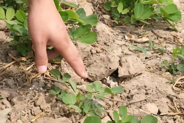 花生缺苗能移栽吗，长出3-4片真叶后进行移栽