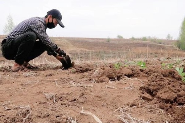 花生缺苗能移栽吗，长出3-4片真叶后进行移栽