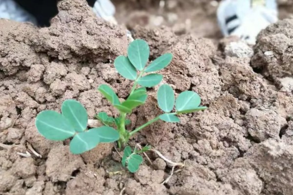花生缺苗能移栽吗，长出3-4片真叶后进行移栽