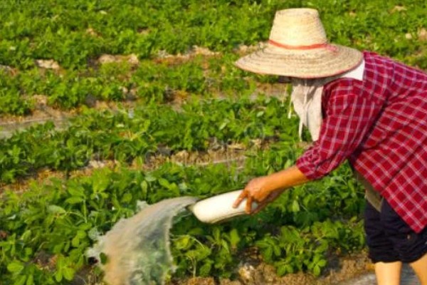 花生缺苗能移栽吗，长出3-4片真叶后进行移栽