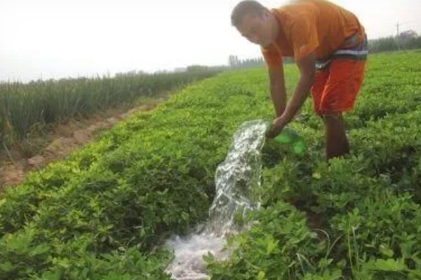 花生缺苗能移栽吗，长出3-4片真叶后进行移栽