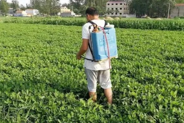 花生缺苗能移栽吗，长出3-4片真叶后进行移栽