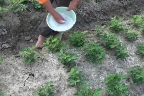 花生缺苗能移栽吗，长出3-4片真叶后进行移栽