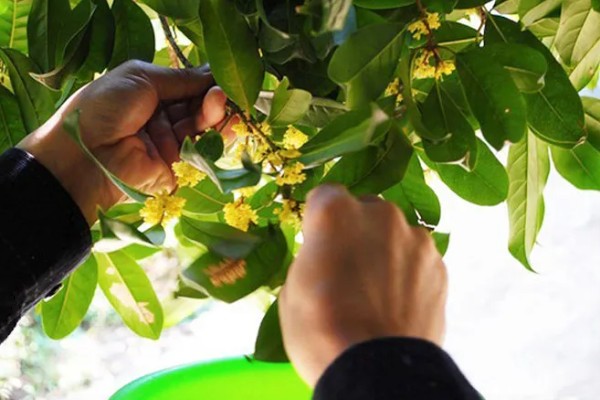 桂花的形态特征，株高3-5米之间