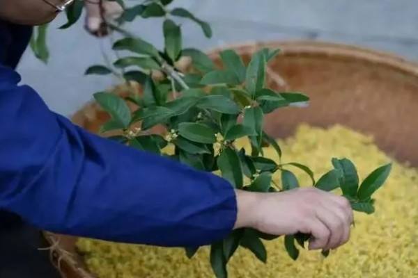 桂花的形态特征，株高3-5米之间