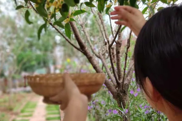 桂花的形态特征，株高3-5米之间