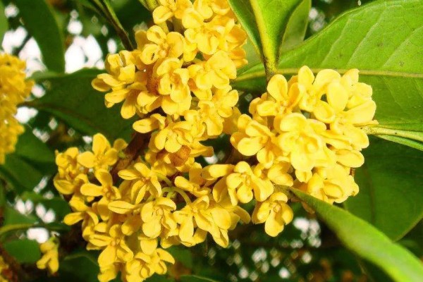 桂花的形态特征，株高3-5米之间