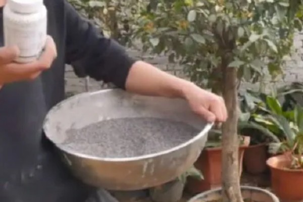 桂花的形态特征，株高3-5米之间