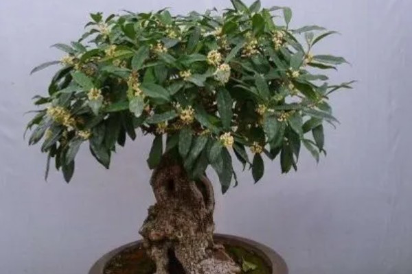 桂花的形态特征，株高3-5米之间