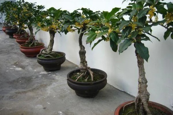 桂花的形态特征，株高3-5米之间