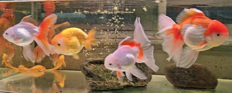 金鱼怎么养活得久，需要定期检查它们的身体