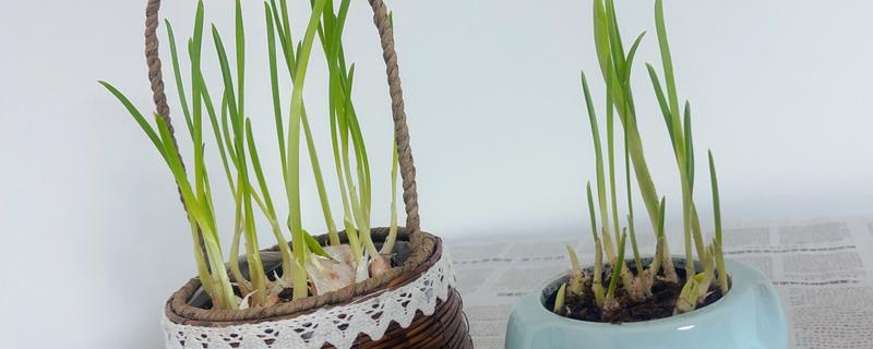 大蒜盆栽的种植方法，种植之后要放在有光照的地方