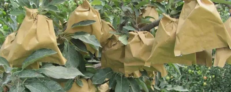 苹果套袋后易出现哪些问题，可能出现康氏粉蚧危害严重