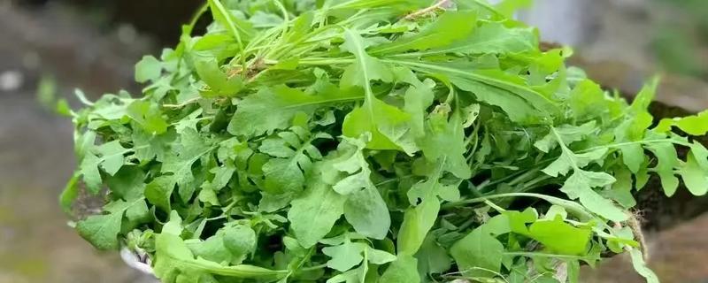 春天有哪些蔬菜，常见的有荠菜、菠菜等