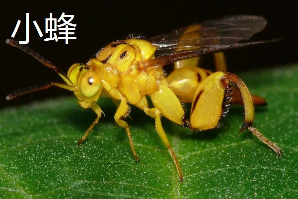 寄生蜂有什么品种，常见小蜂、姬蜂等4个品种