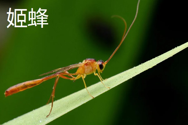 寄生蜂有什么品种，常见小蜂、姬蜂等4个品种