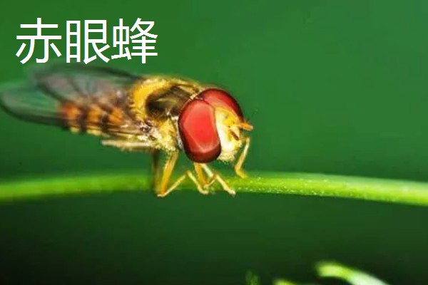 寄生蜂有什么品种，常见小蜂、姬蜂等4个品种