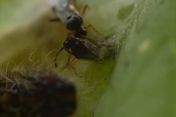 寄生蜂有什么品种，常见小蜂、姬蜂等4个品种