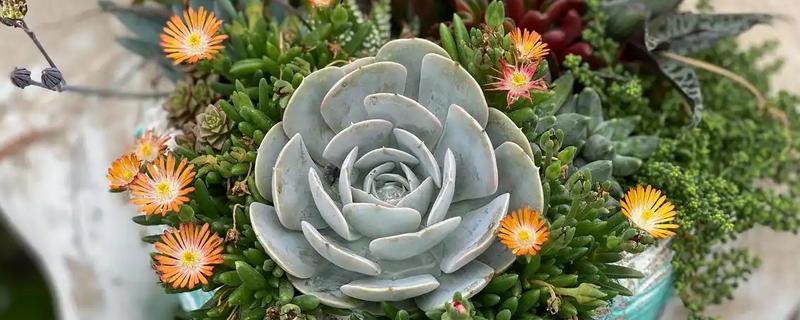 宝石花怎么养，生长适温18-22℃