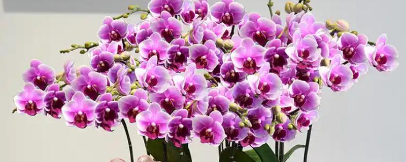 蝴蝶兰根烂了如何处理，需及时修剪根部