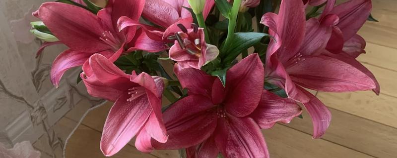 亚百合与香水百合的区别，香味和植株花型均不同