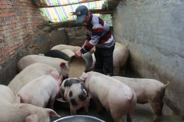 养猪能不喂饲料吗，家庭散养可以不喂