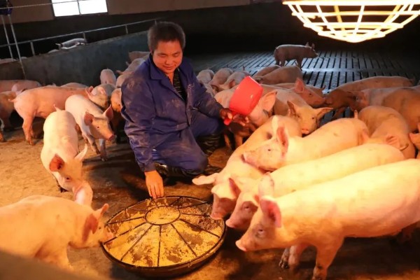 养猪能不喂饲料吗，家庭散养可以不喂