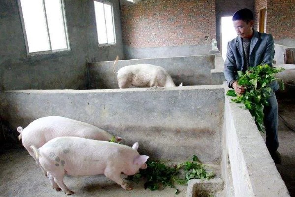 养猪能不喂饲料吗，家庭散养可以不喂