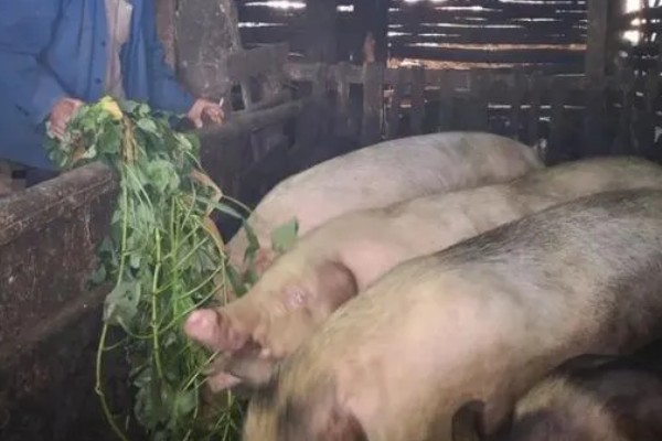 养猪能不喂饲料吗，家庭散养可以不喂