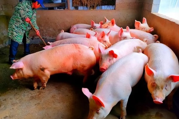 养猪能不喂饲料吗，家庭散养可以不喂