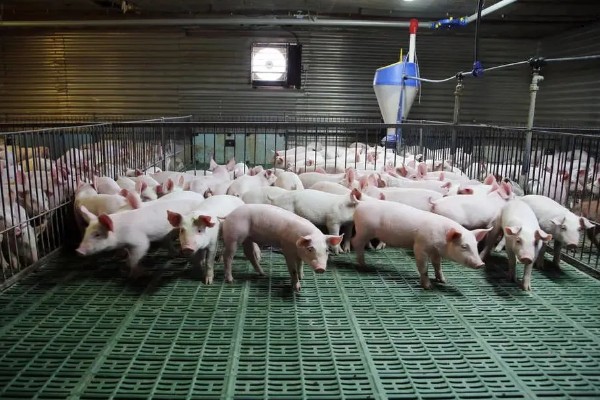 养猪能不喂饲料吗，家庭散养可以不喂