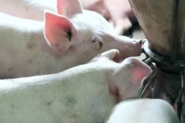 养猪能不喂饲料吗，家庭散养可以不喂