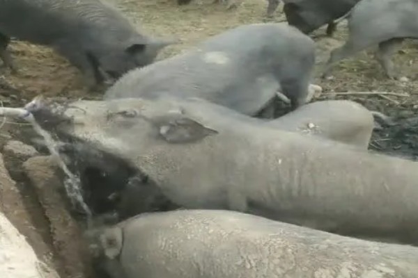 养猪能不喂饲料吗，家庭散养可以不喂