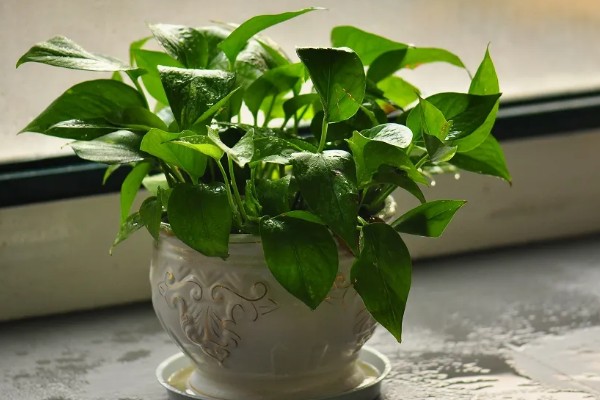 绿萝的简介，是一种常绿藤本植物